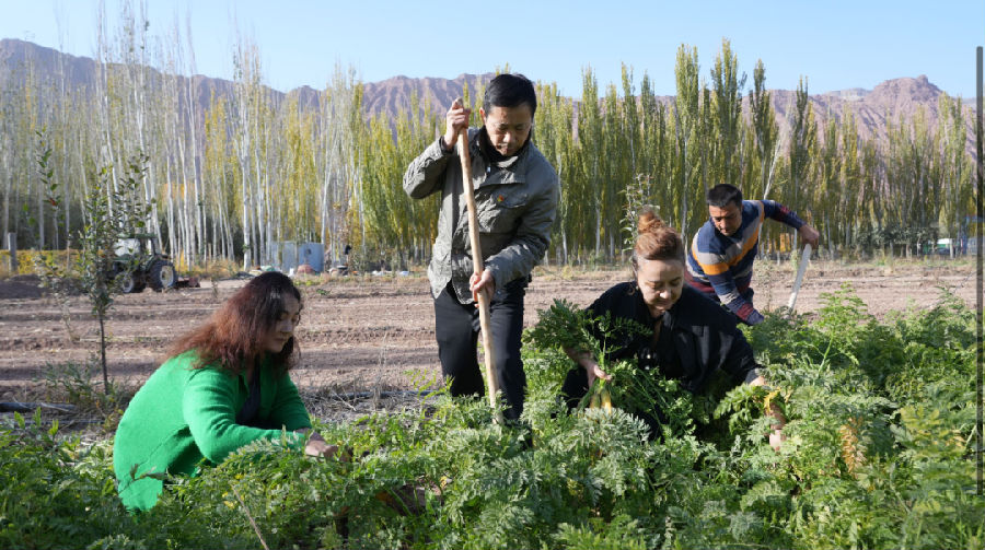 柯坪县委宣传部（文旅局）驻盖孜力克镇色热克托格热克村工作队队员与村干部，正和村民们并肩采挖。（艾热提·加沙热 摄）