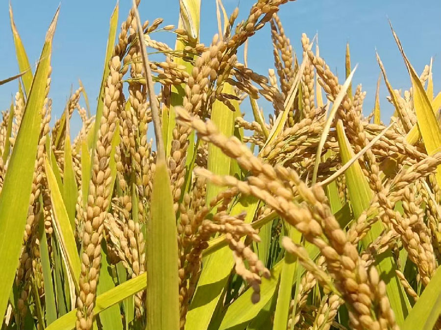 成熟待收水稻(贾滨榕 摄) 成熟待收水稻(贾滨榕 摄)