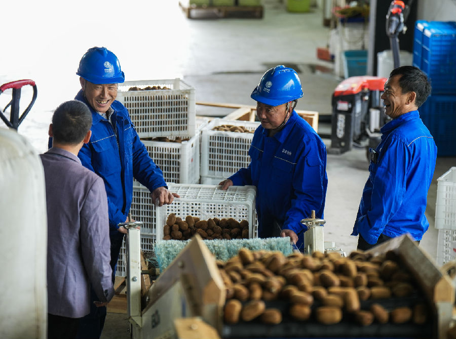 11月4日，国网古蔺县供电公司员工来到泸州市古蔺县东新镇呐喊村猕猴桃产业综合体分拣车间，帮助工人们搬运猕猴桃。（章树 摄）
