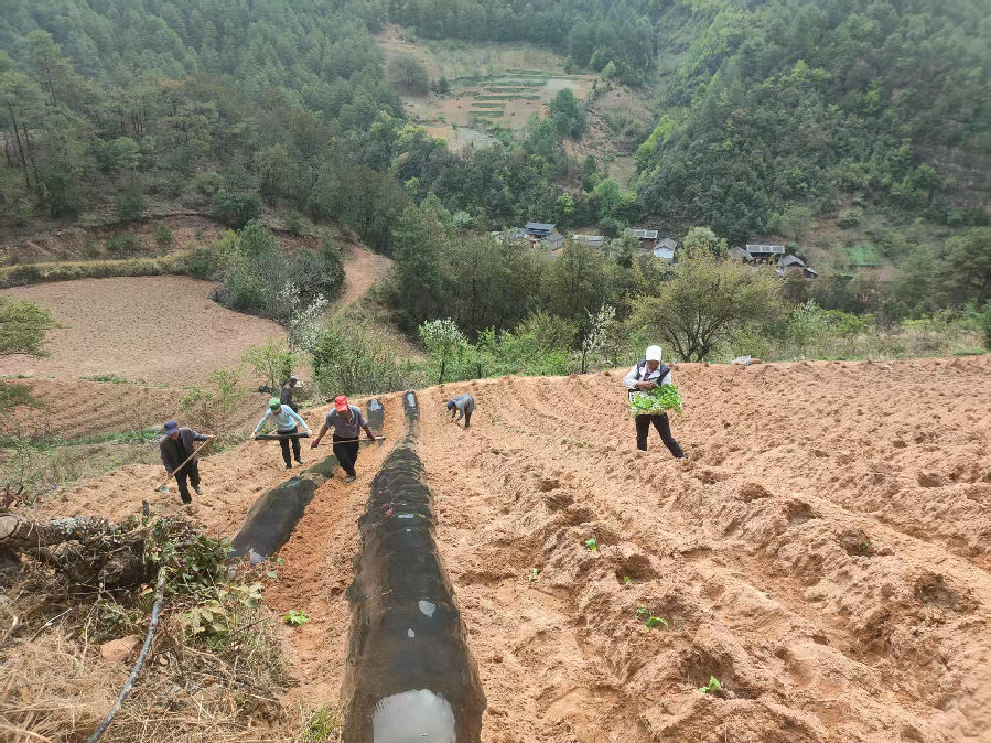 农户移栽膜下小苗（龙梅剑 摄）