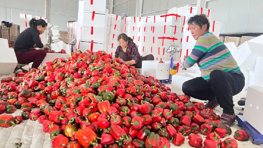 工人在装箱现场（齐曼古丽·萨塔尔 摄）