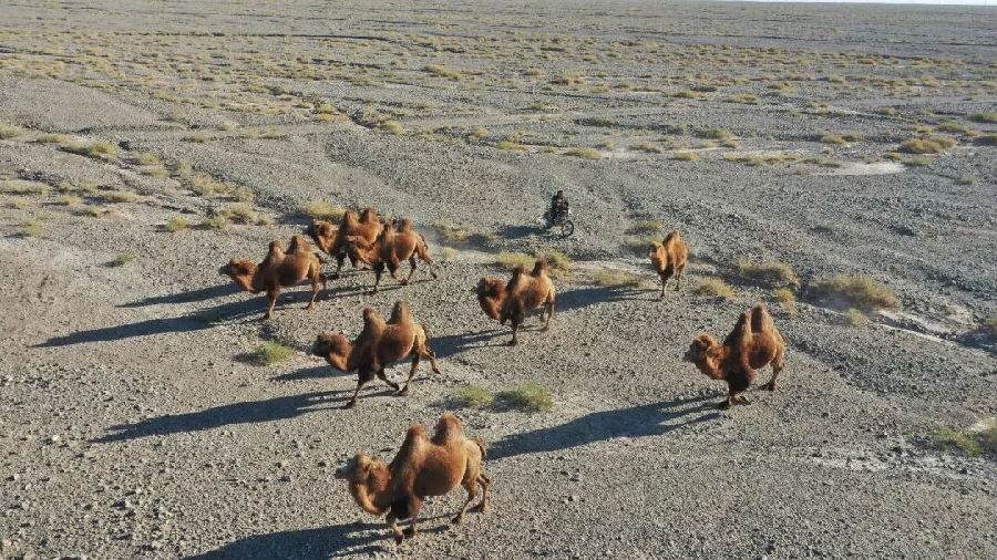 母骆驼在戈壁滩行走，柯坪县玉尔其乡阿热阿依玛克村养殖大户沙拉依丁·赛买提骑着摩托车观察骆驼情况（地拉吾尔 摄）