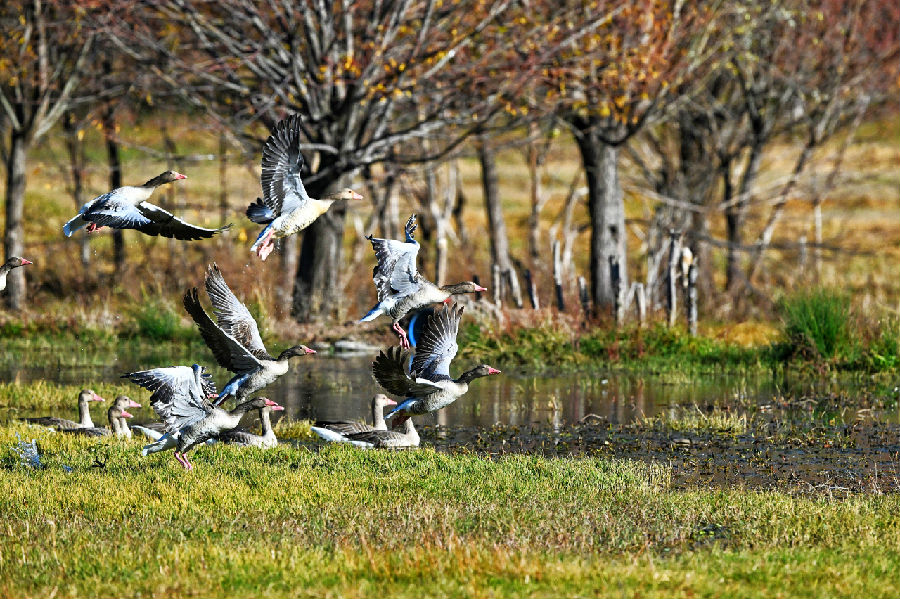 剑湖湿地栖息的灰雁（杨杰斌 摄）
