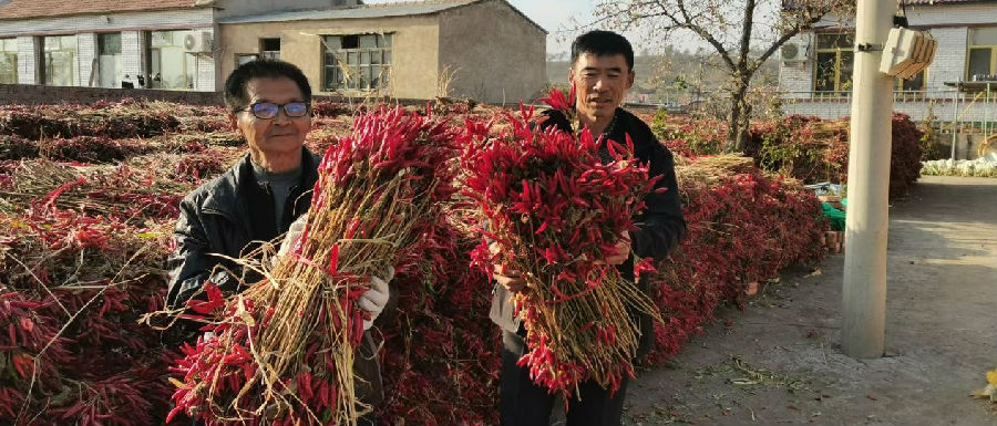 法库辣椒（赵彤 摄）