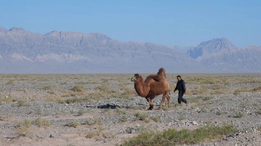 柯坪县玉尔其乡阿热阿依玛克村养殖大户沙拉依丁·赛买提正在观察骆驼情况（地拉吾尔 摄）
