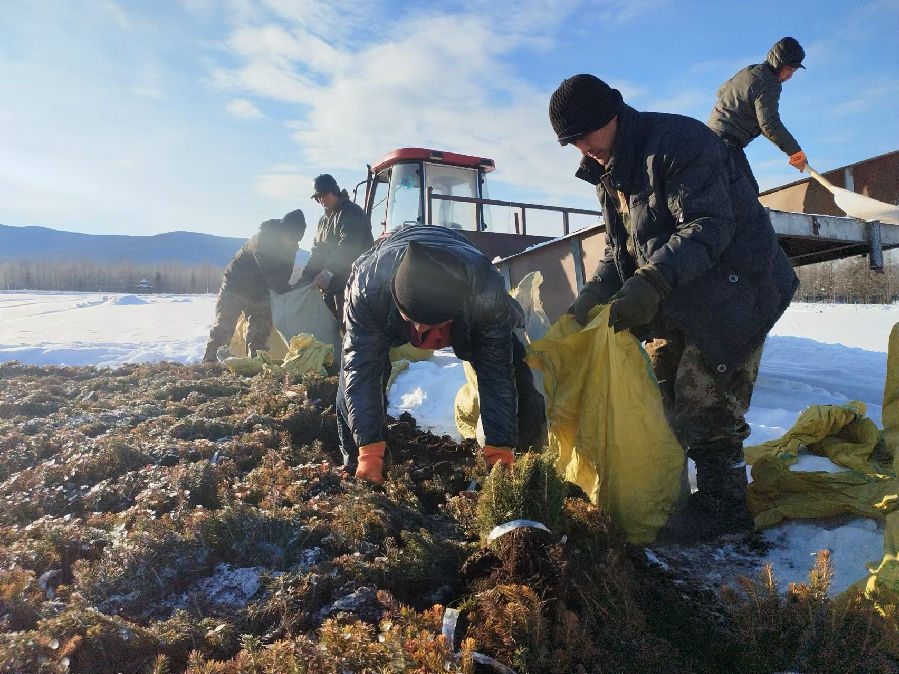 林业局苗圃工作人员正有序推进起苗工作(刘磊 摄) 林业局苗圃工作人员正有序推进起苗工作(刘磊 摄)