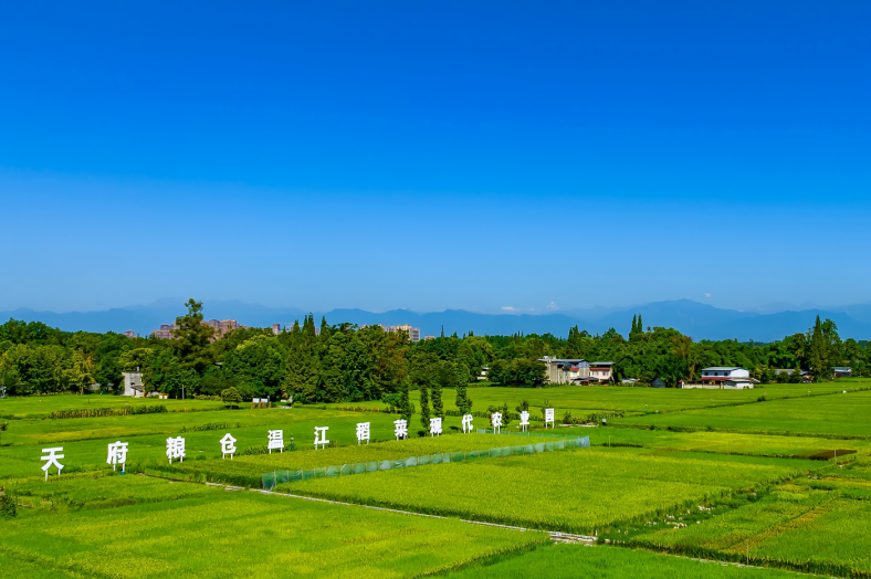 温江水稻田（张志强 摄）