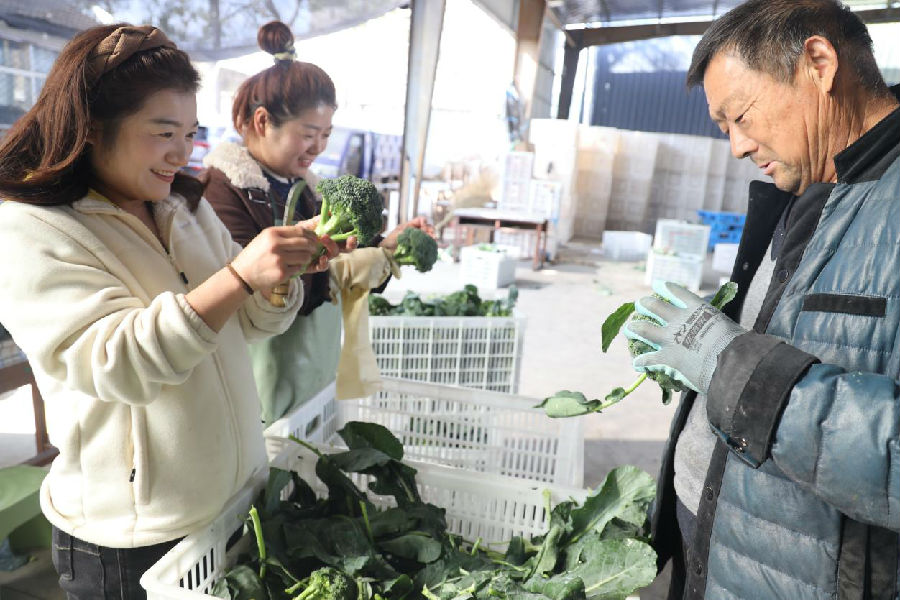 工人加工西蓝花准备装车（朱永生摄）