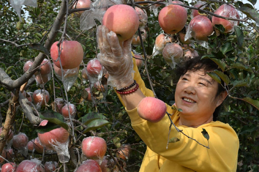 山东省青岛市即墨区段泊岚镇毛家岭一村农民在采摘苹果。（张涛 摄）