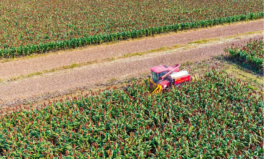 高粱收割现场（孙荪 摄）