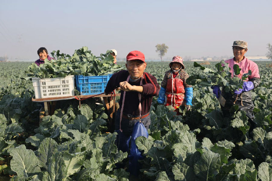 工人忙着把采摘下来的西蓝花运到地头（朱永生 摄）