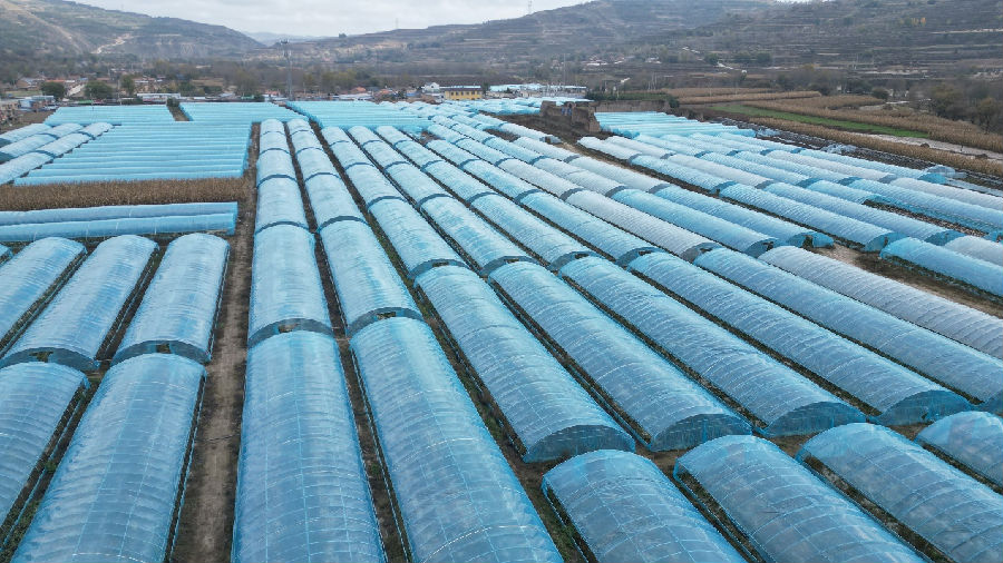 通渭县北城铺镇石关村的高原夏菜基地蔬菜大棚（张徐晟 摄）