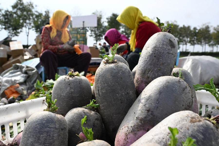 山东省青岛市即墨区段泊岚镇栗林村农民在收获的“冰激凌”水果萝卜装箱，发往各地市场。（张涛 摄）