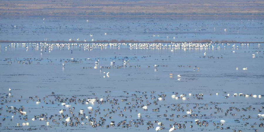 卧龙湖候鸟（张乐 摄）