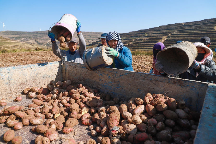 马铃薯种植基地里的丰收图景（张赛 摄）