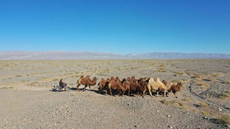 柯坪县玉尔其乡阿热阿依玛克村养殖大户沙拉依丁·赛买提骑着摩托车跟随骆驼往戈壁深处走去（地拉吾尔 摄）