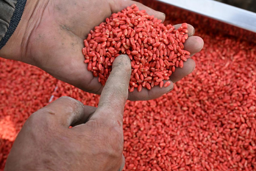 山东省青岛市即墨区段泊岚镇西瓦戈庄村农民在查看冬小麦种子。（张涛 摄）