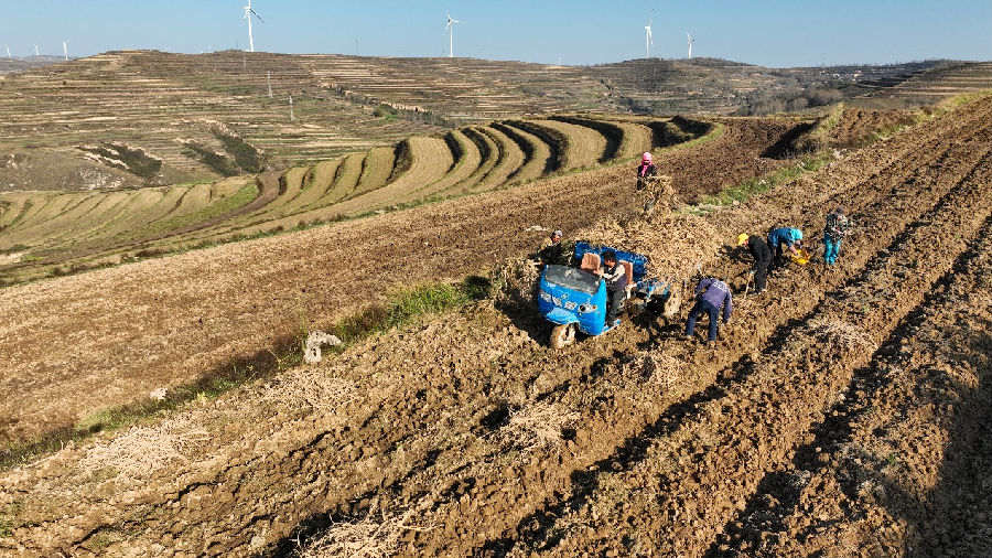 北城铺镇万亩黄芪绿色标准化种植示范片带黄芪正在采挖（张赛 摄）