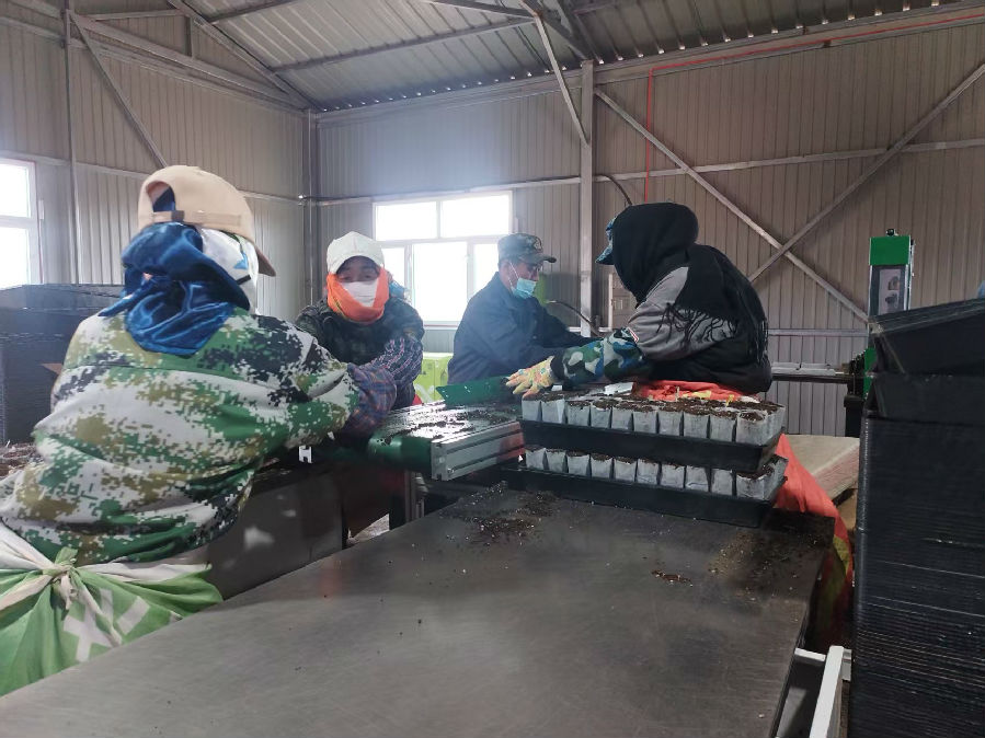 林业局苗圃工作人员正在生产轻基质杯(刘磊 摄) 林业局苗圃工作人员正在生产轻基质杯(刘磊 摄)