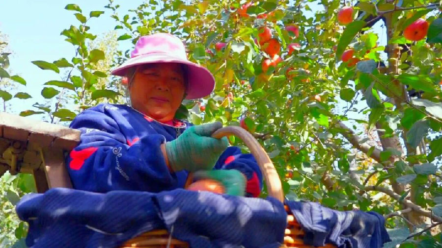 果农正在采摘树梢上的冰糖心苹果(崔书敏 摄) 果农正在采摘树梢上的冰糖心苹果(崔书敏 摄)