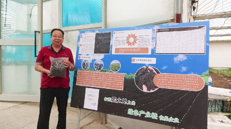 大棚生姜使用俄罗斯远东黑泥炭等肥料种植。（王水江 摄）