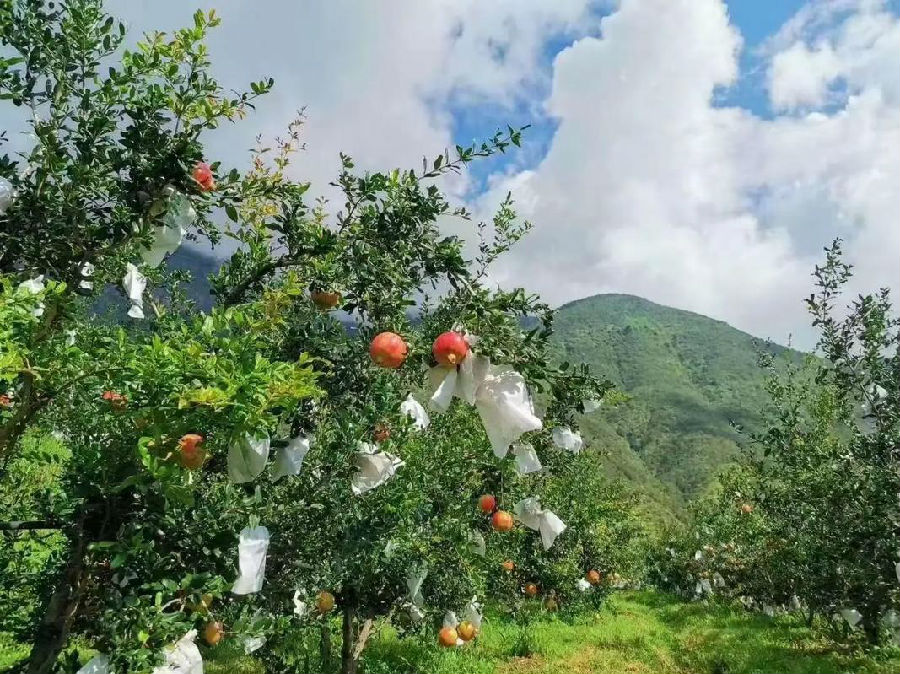 黄明村软籽石榴基地（王国军 摄）