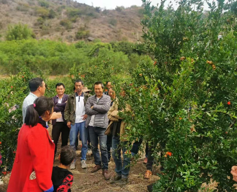 改变始于2021年，奉科镇党委、镇政府在多次调研后，结合黄明村的气候、土壤条件，确定将突尼斯软籽石榴作为特色产业重点培育。“光有想法还不够，得有实实在在的保障。”黄明村党支部书记王国军表示。奉科镇党委、镇政府和驻村工作队不仅牵头制定了产业发展规划，还投入资金完善基础设施——修建2条灌溉主水渠，铺设8公里灌溉管网，彻底解决了石榴园“旱时浇不上水”的难题。黄明村软籽石榴种植户开展技能培训（王国军 摄）