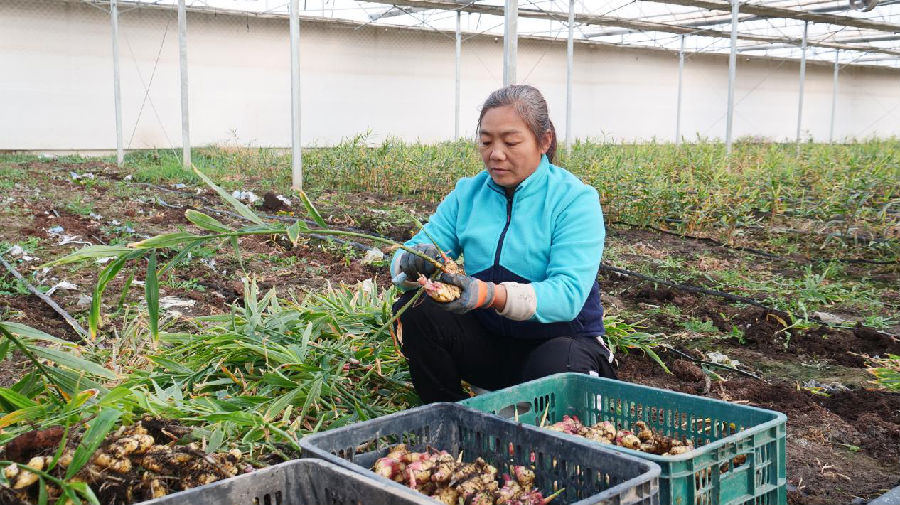 工作人员正在对生姜进行分拣。（王水江 摄）