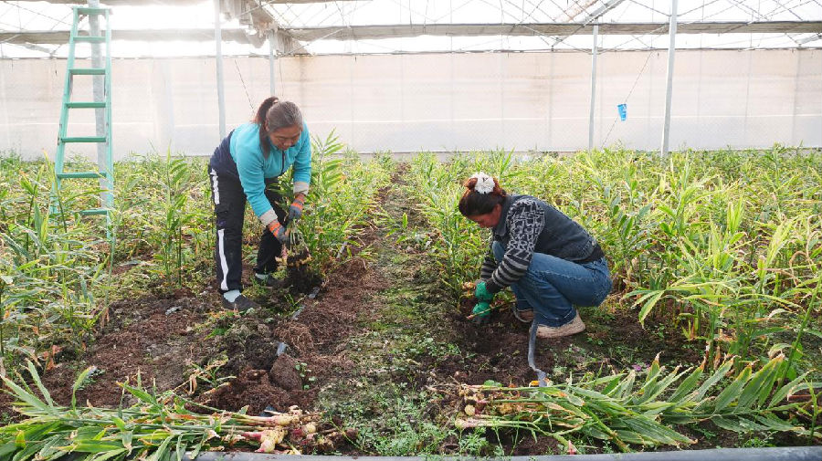 工作人员正在采摘生姜。（王水江 摄）