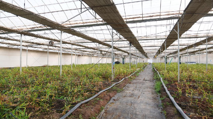 长势良好的大棚生姜（王水江 摄）