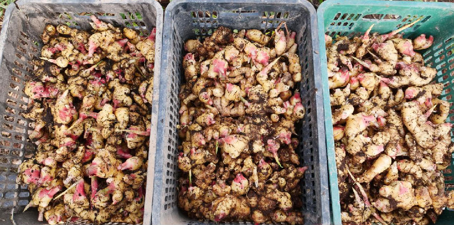 分拣好的生姜，将作为2026年扩大再生产所需的姜种。（王水江 摄）