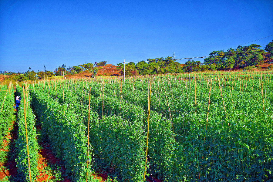 弥勒市西一镇的豌豆尖（赵树龙 摄）
