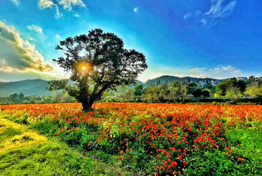 弥勒市西三镇的万寿菊橘红一片（赵树龙 摄）