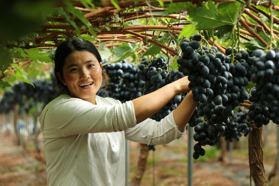 大棚里葡萄挂满枝头 （肖宇  摄）