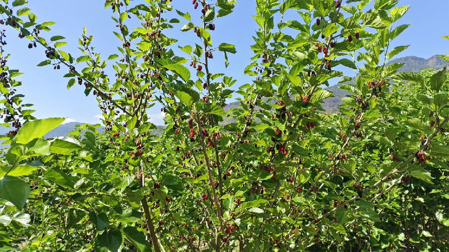 华荣村桑葚挂满枝头(王春雷 摄) 华荣村桑葚挂满枝头(王春雷 摄)