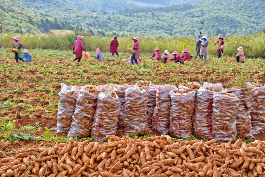 弥勒市福城街道的种植户在采收红薯（赵树龙 摄）