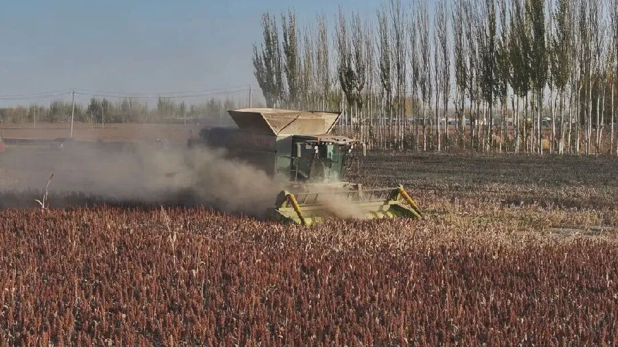 收割机收割高粱现场。（艾力夏提·衣明尼亚孜 摄）