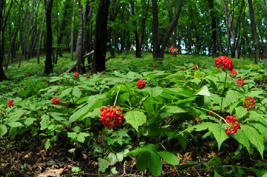 桓仁山参（张宁 摄）