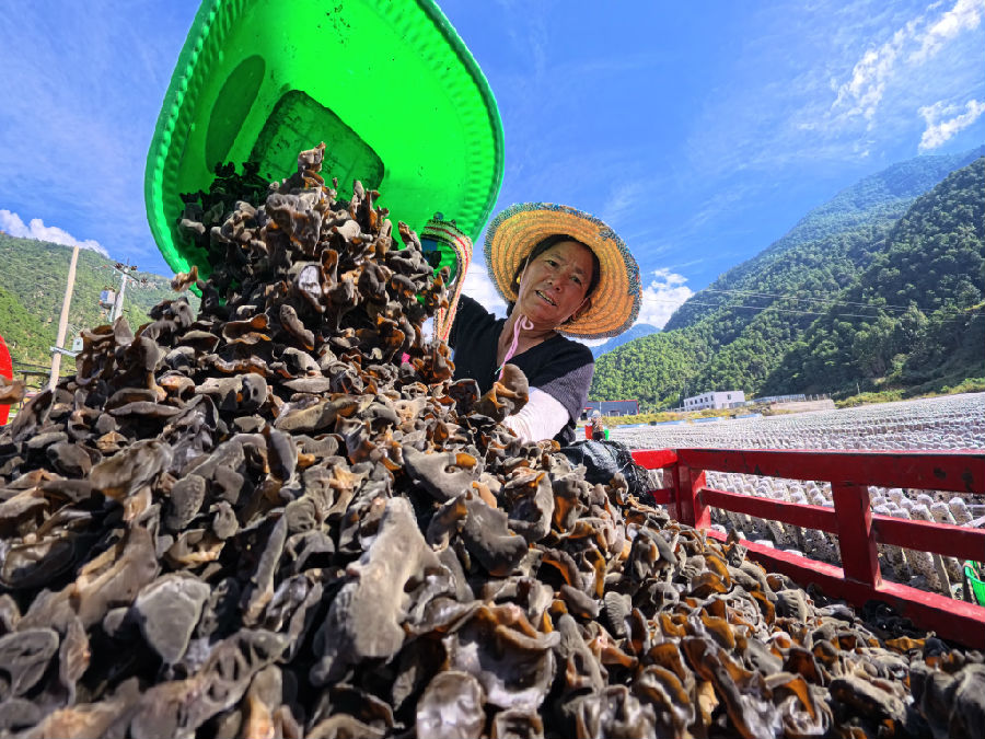 今年木耳丰收（肖宇  摄）