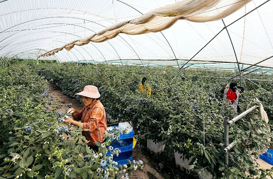 蓝莓采摘现场(余云换 摄) 蓝莓采摘现场(余云换 摄)
