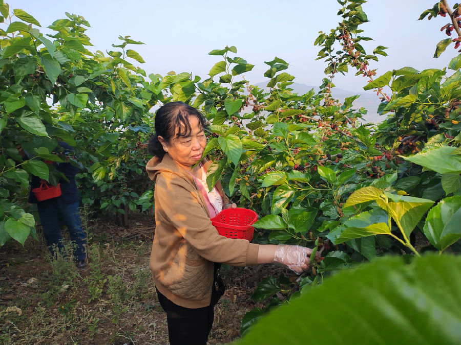 采摘成熟桑葚(刘志刚 摄) 采摘成熟桑葚(刘志刚 摄)