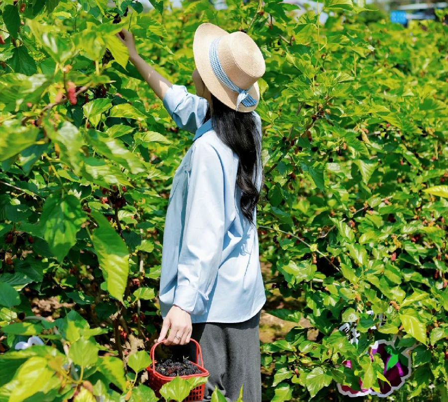 游客在采摘桑葚(刘向东 摄) 游客在采摘桑葚(刘向东 摄)