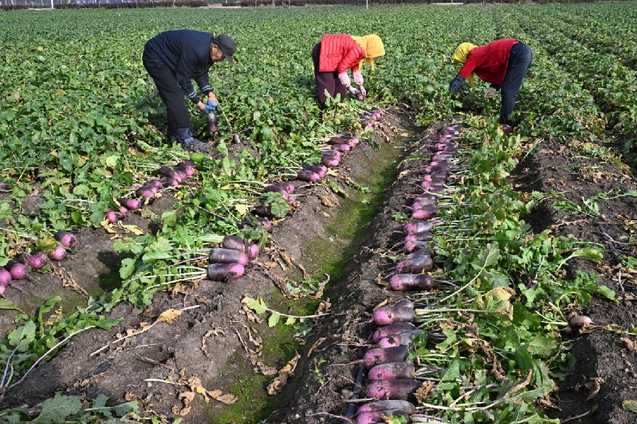 起戈庄村村民们忙着收获“冰激凌”水果萝卜（张涛 摄）