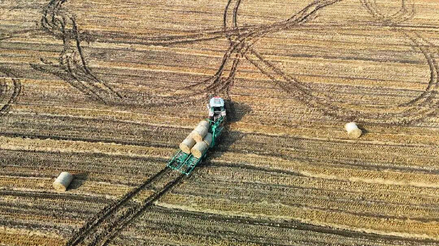 稻田收储现场（吴羡 摄）