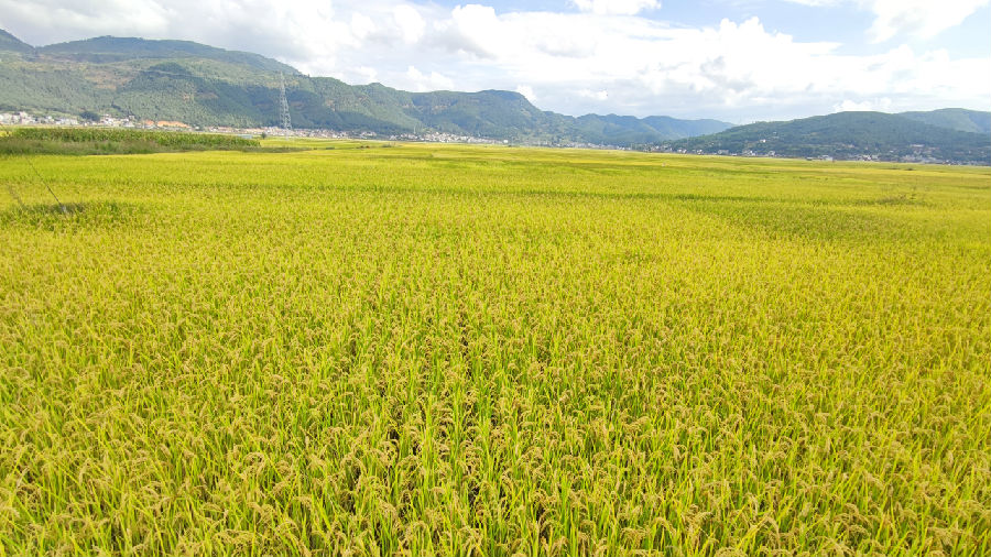 顺州稻田（程芳 摄）