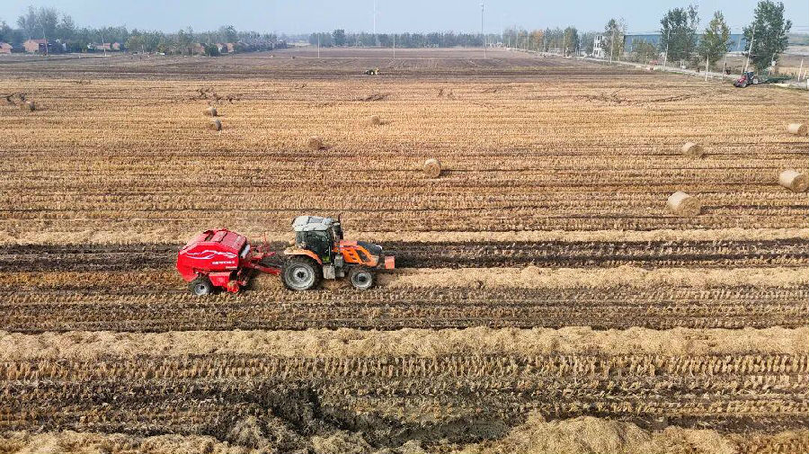 稻田收储现场（徐子淳 摄）