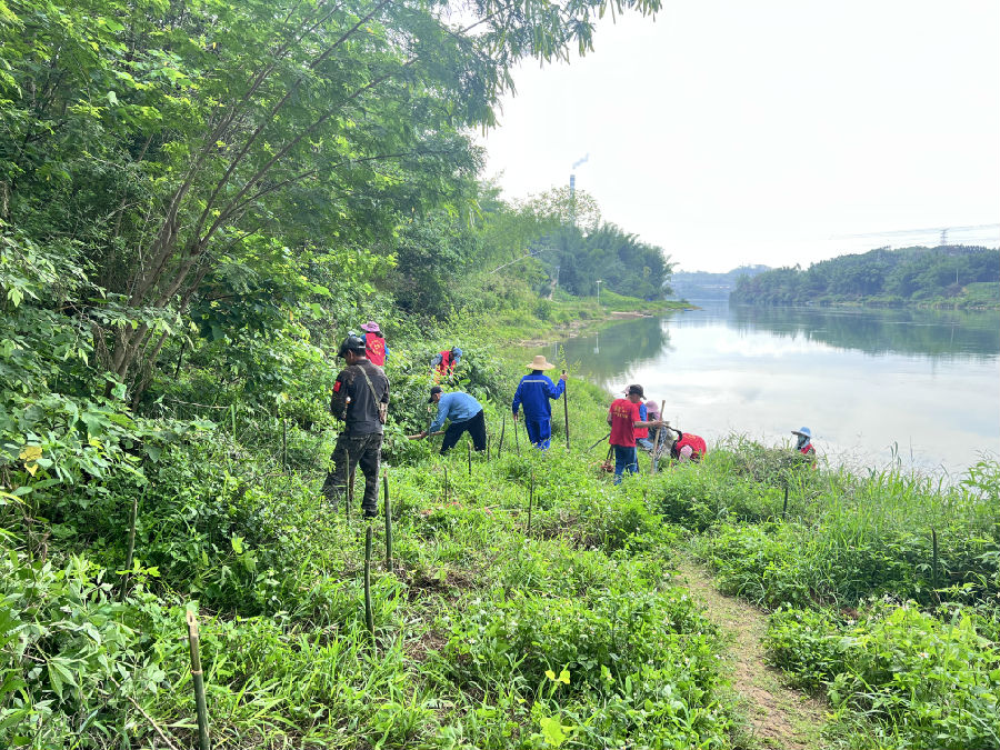 溯河码头沿河堤发展竹子种植(黄静 摄) 溯河码头沿河堤发展竹子种植(黄静 摄)
