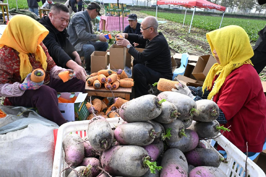 起戈庄村村民将“冰激凌”水果萝卜装箱发往市场（张涛 摄）