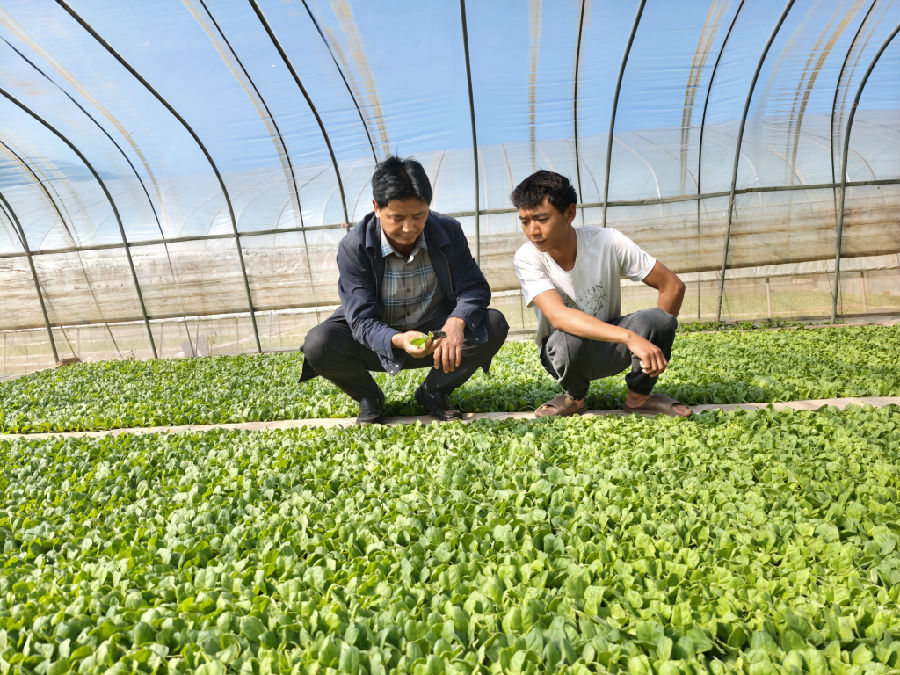 陈学清在指导育苗管护 （程芳 摄）