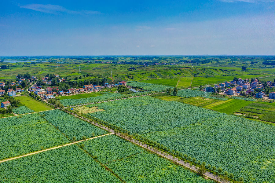张湖村规模化发展千亩生态荷莲种植产业（张沛 摄）